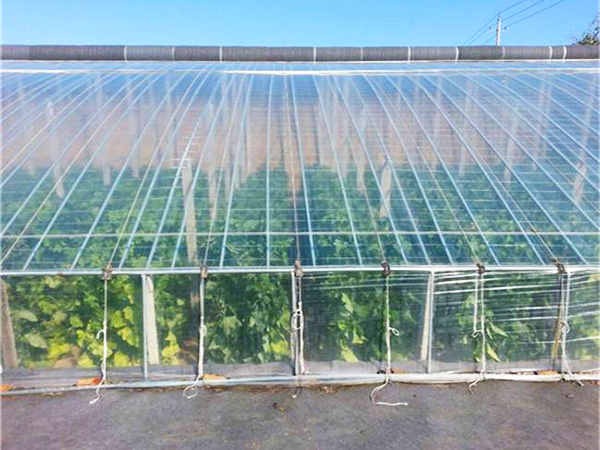 薄膜聯(lián)動溫室