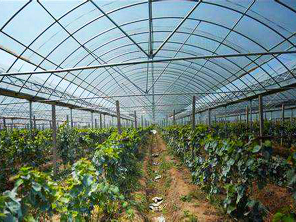 薄膜聯(lián)動(dòng)溫室