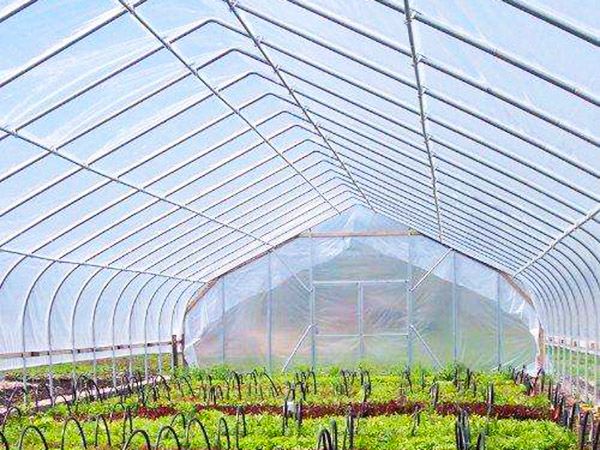 薄膜聯(lián)動(dòng)溫室案例