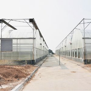 薄膜連棟溫室
